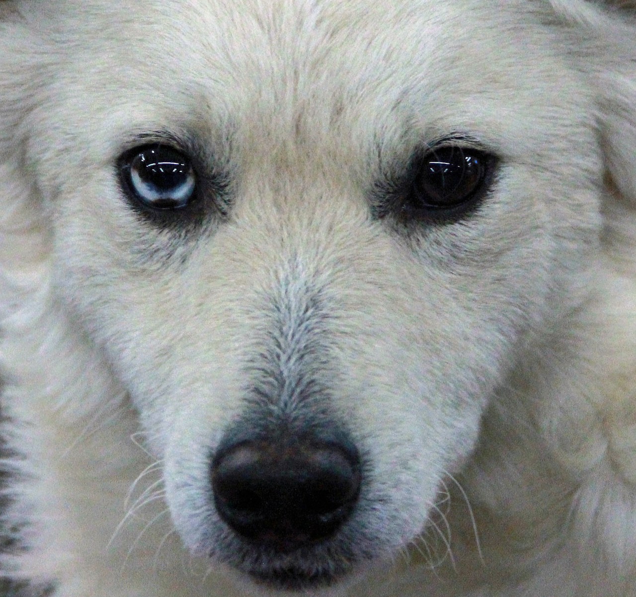 Eyes of the Mudi Dog