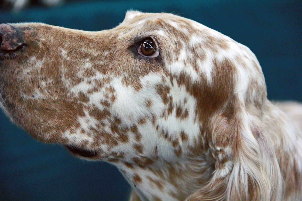 English Setter portrait