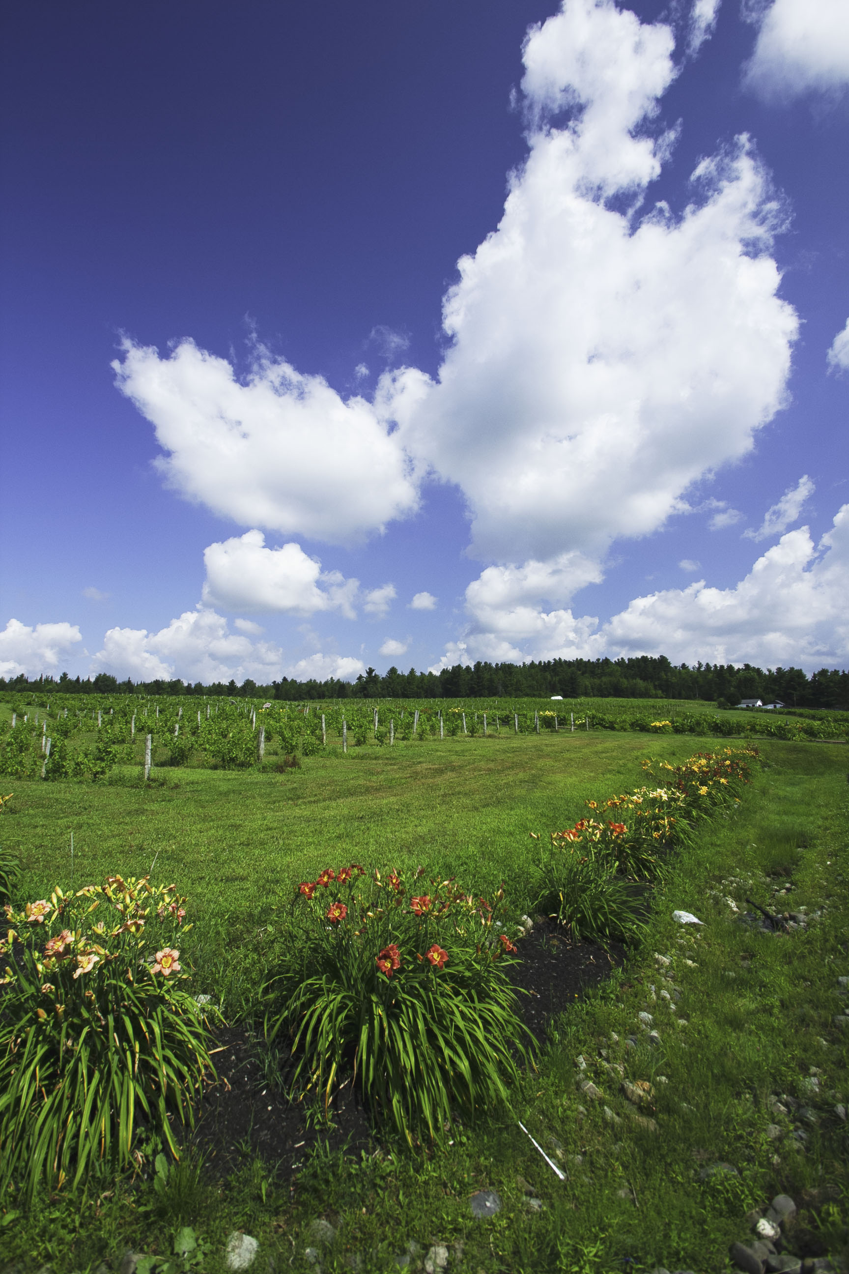 Le Cap de Argent fields