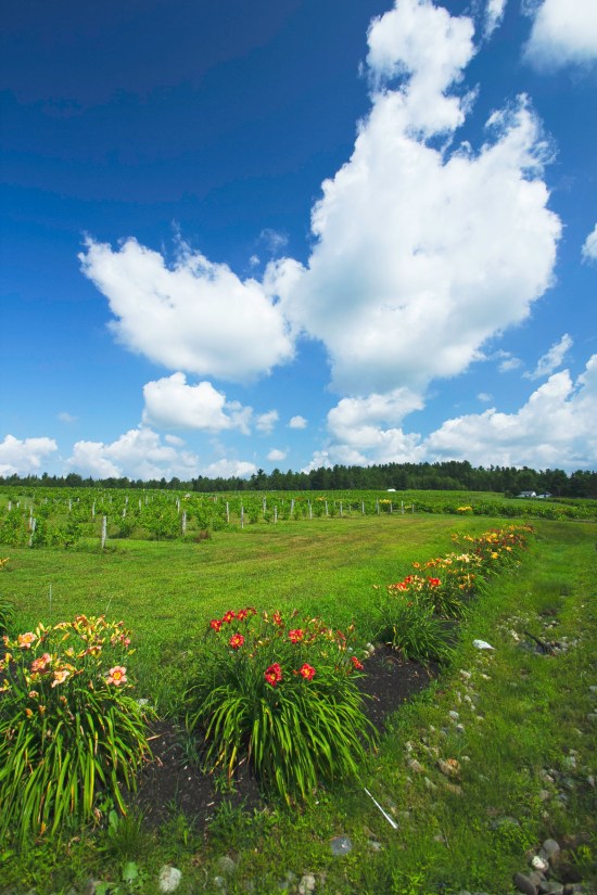Le Cap de Argent fields