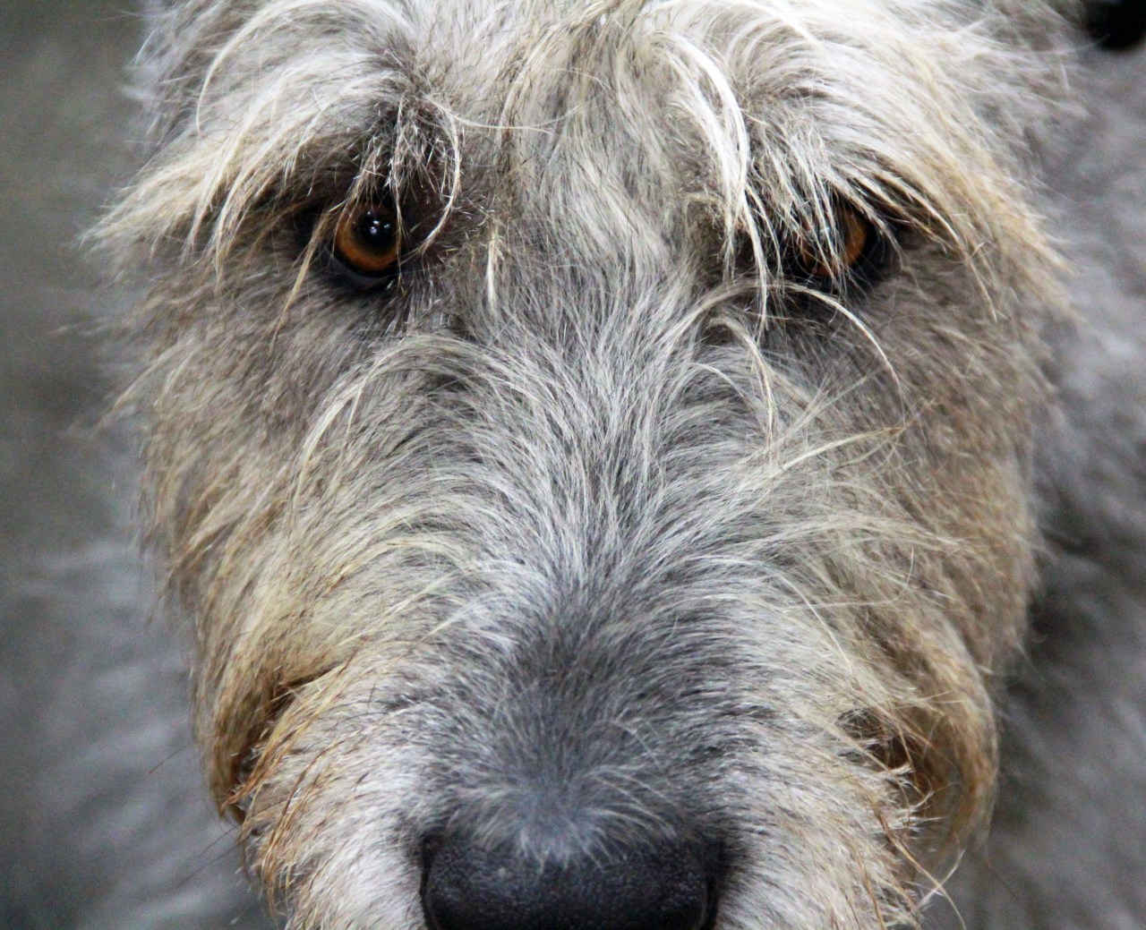 Wolfhound eyes
