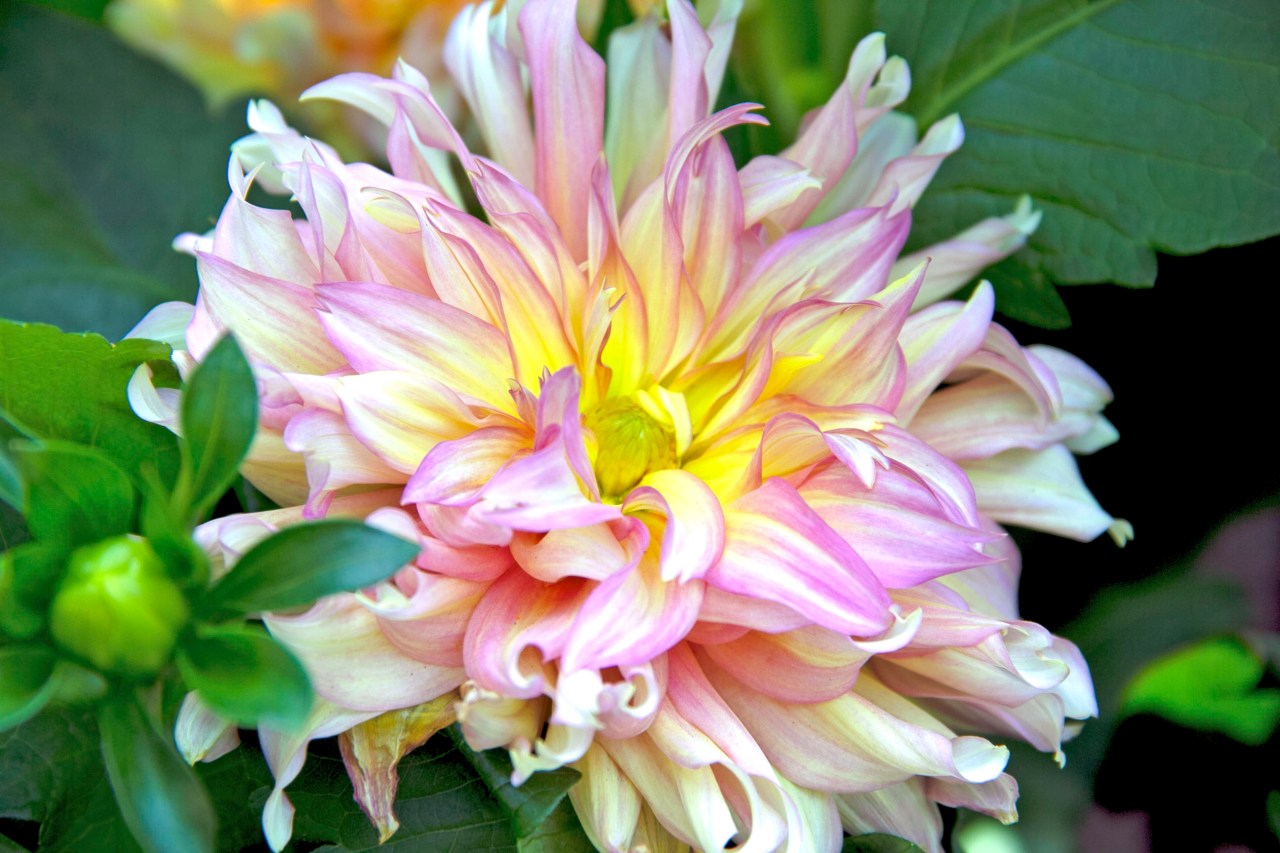 Yellow flower Passion Garden